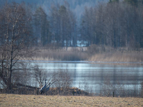 Kurki, Common Crane, Grus grus
