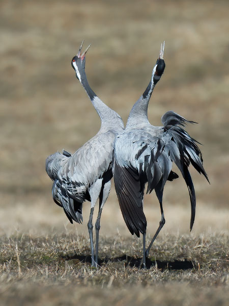 Kurki, Common Crane, Grus grus