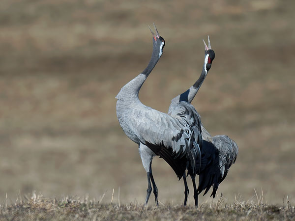 Kurki, Common Crane, Grus grus