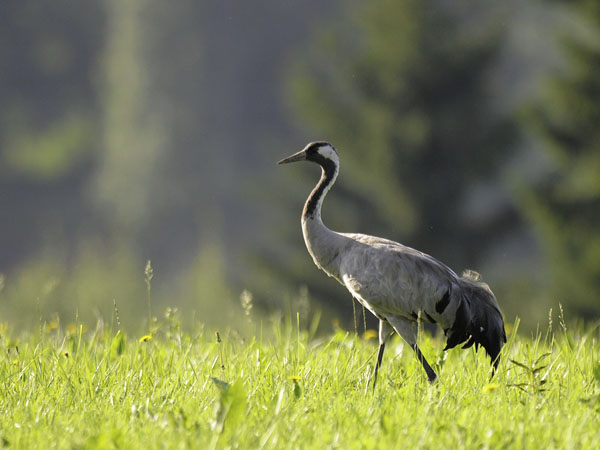 Kurki, Common Crane, Grus grus