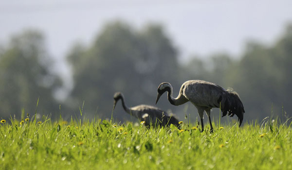 Kurki, Common Crane, Grus grus