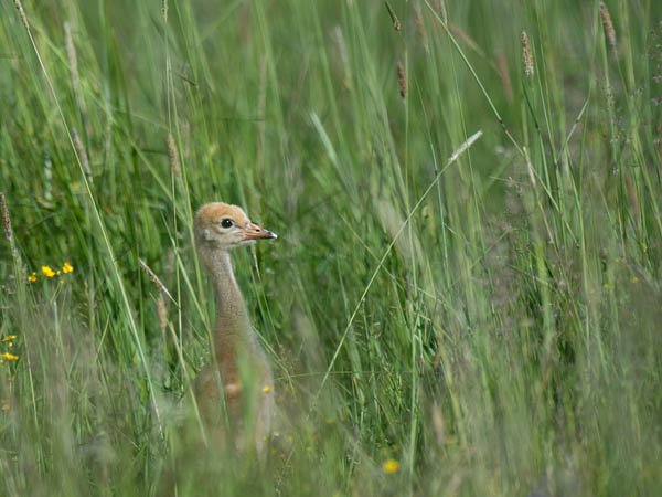 Kurki, Common Crane, Grus grus