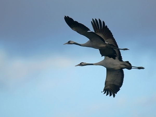 Kurki, Common Crane, Grus grus