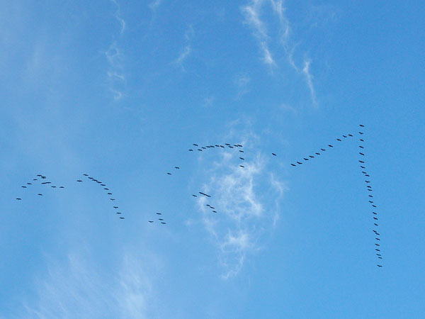 Kurki, Common Crane, Grus grus