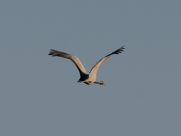 Neitokurki, Demoiselle Crane, Grus virgo
