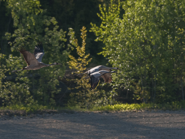 Neitokurki, Demoiselle Crane, Grus virgo