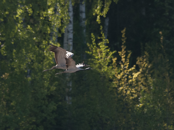 Neitokurki, Demoiselle Crane, Grus virgo