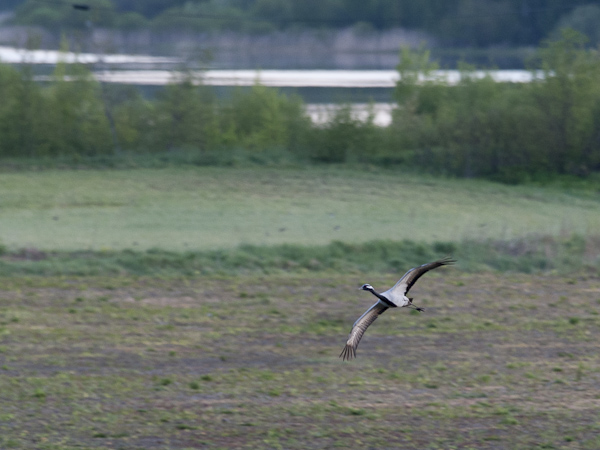 Neitokurki, Demoiselle Crane, Grus virgo