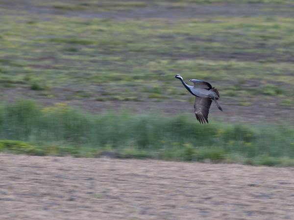 Neitokurki, Demoiselle Crane, Grus virgo