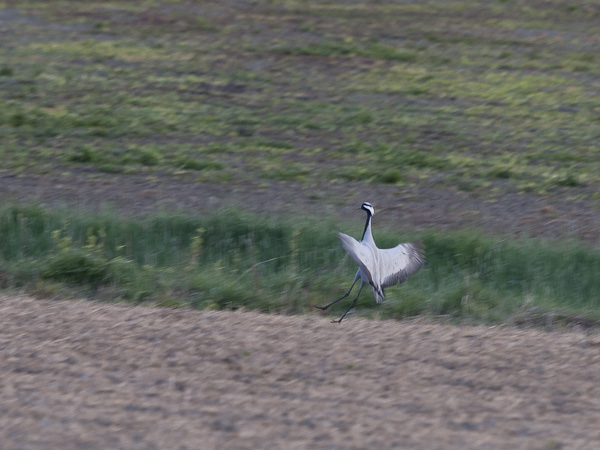 Neitokurki, Demoiselle Crane, Grus virgo