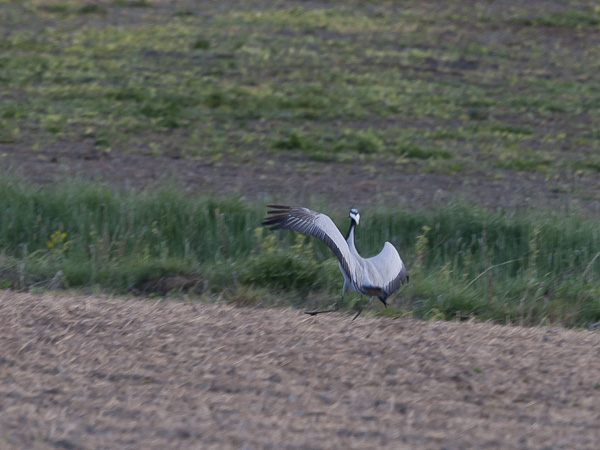 Neitokurki, Demoiselle Crane, Grus virgo