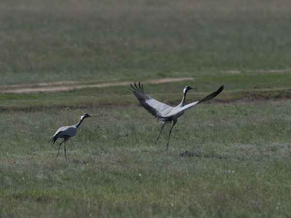 Neitokurki, Demoiselle Crane, Grus virgo