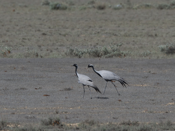 Neitokurki, Demoiselle Crane, Grus virgo