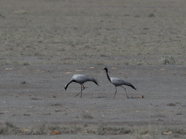 Neitokurki, Demoiselle Crane, Grus virgo