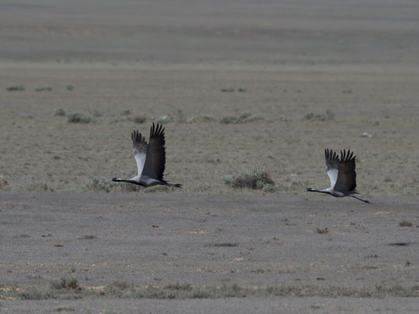 Neitokurki, Demoiselle Crane, Grus virgo
