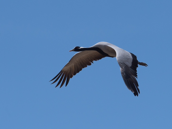 Neitokurki, Demoiselle Crane, Grus virgo