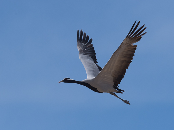 Neitokurki, Demoiselle Crane, Grus virgo