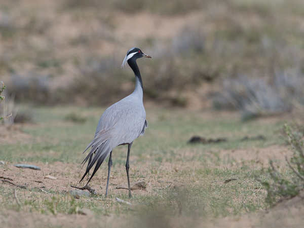 Neitokurki, Demoiselle Crane, Grus virgo