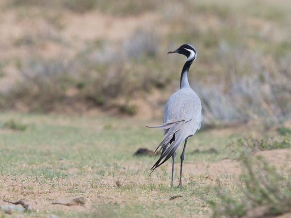 Neitokurki, Demoiselle Crane, Grus virgo