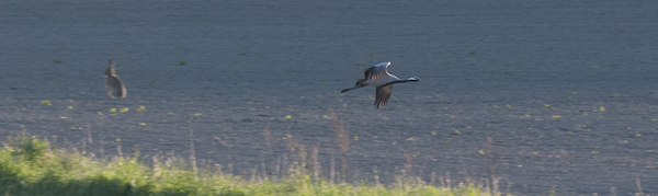 Neitokurki, Demoiselle Crane, Grus virgo