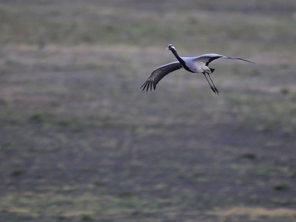 Neitokurki, Demoiselle Crane, Grus virgo
