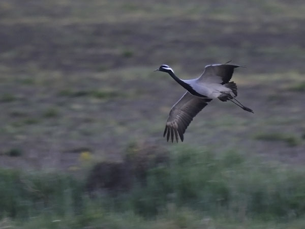 Neitokurki, Demoiselle Crane, Grus virgo