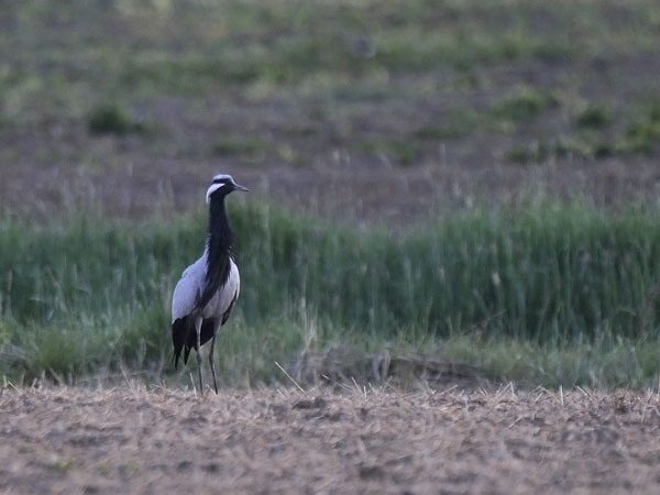 Neitokurki, Demoiselle Crane, Grus virgo