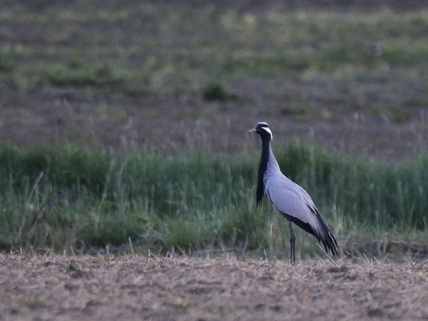 Neitokurki, Demoiselle Crane, Grus virgo