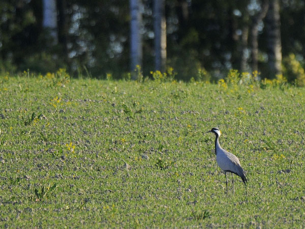 Neitokurki, Demoiselle Crane, Grus virgo