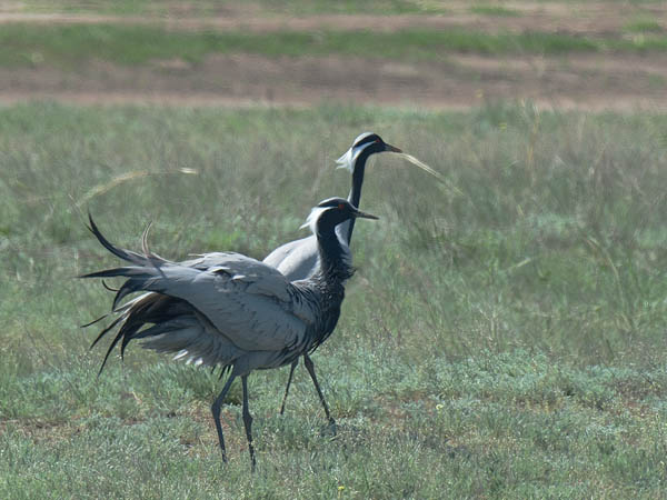 Neitokurki, Demoiselle Crane, Grus virgo