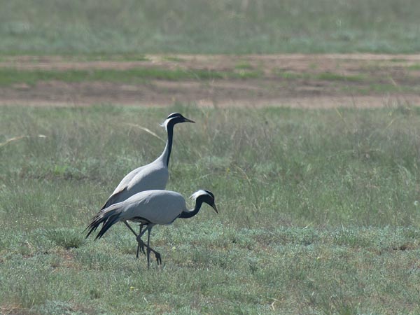 Neitokurki, Demoiselle Crane, Grus virgo
