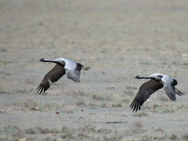 Neitokurki, Demoiselle Crane, Grus virgo