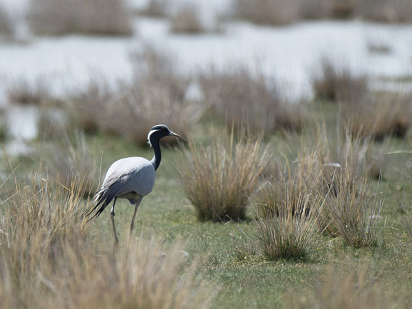 Neitokurki, Demoiselle Crane, Grus virgo