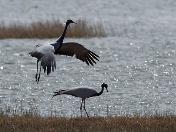 Neitokurki, Demoiselle Crane, Grus virgo