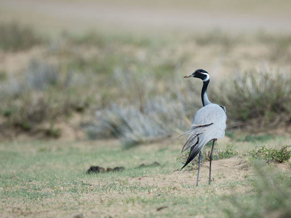 Neitokurki, Demoiselle Crane, Grus virgo