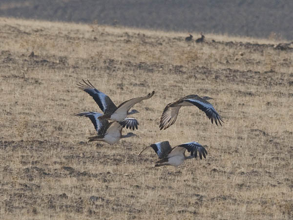 Isotrappi, Great Bustard, Otis tarda