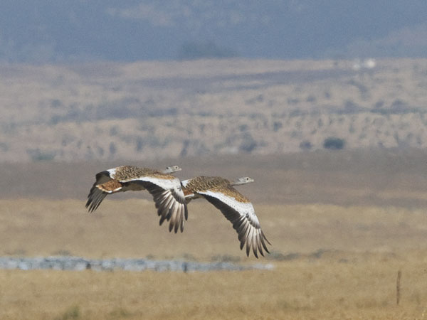 Isotrappi, Great Bustard, Otis tarda