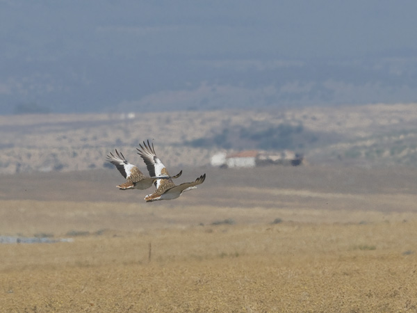 Isotrappi, Great Bustard, Otis tarda