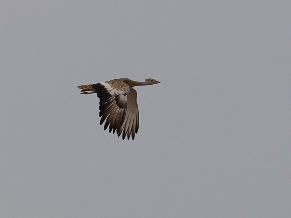 Isotrappi, Great Bustard, Otis tarda