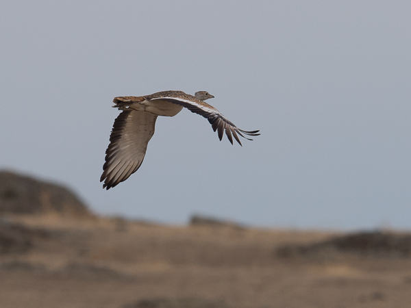 Isotrappi, Great Bustard, Otis tarda