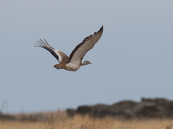 Isotrappi, Great Bustard, Otis tarda