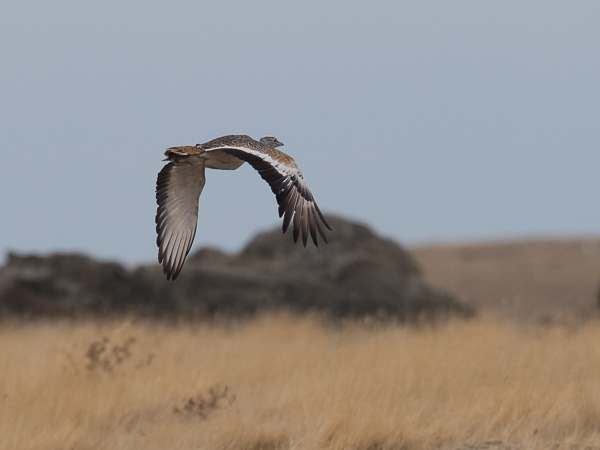 Isotrappi, Great Bustard, Otis tarda