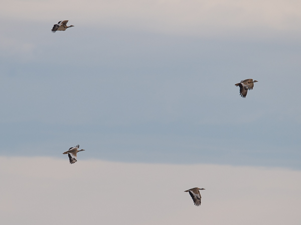 Isotrappi, Great Bustard, Otis tarda