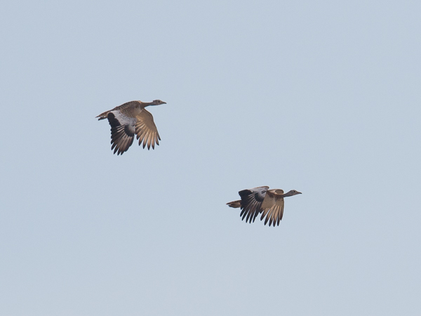 Isotrappi, Great Bustard, Otis tarda