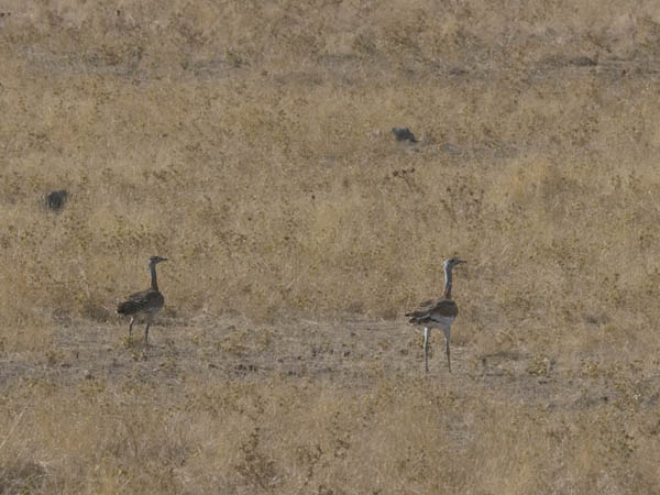 Isotrappi, Great Bustard, Otis tarda