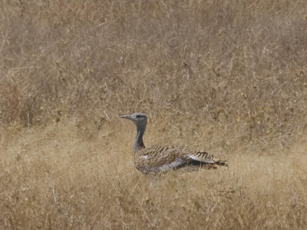 Isotrappi, Great Bustard, Otis tarda