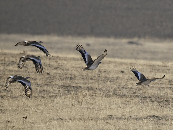Isotrappi, Great Bustard, Otis tarda