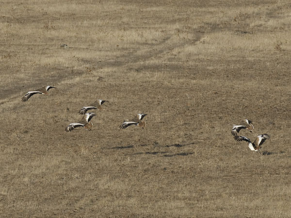 Isotrappi, Great Bustard, Otis tarda