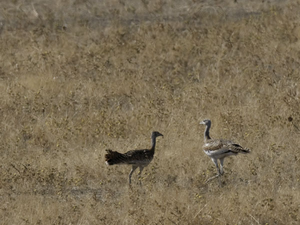 Isotrappi, Great Bustard, Otis tarda