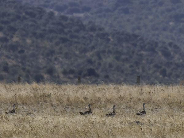 Isotrappi, Great Bustard, Otis tarda